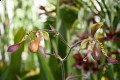 Ogr�d Botaniczny - Wystawa Orchidei